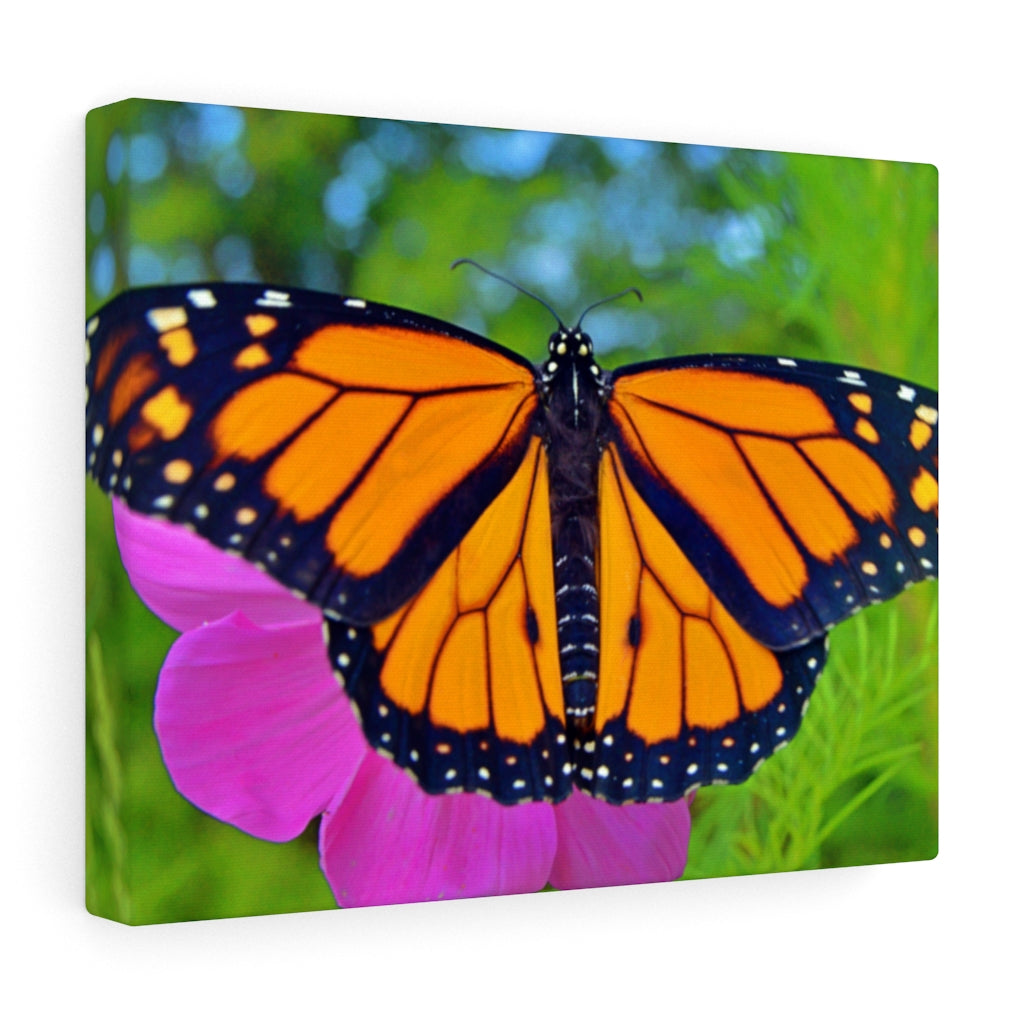 Marco the Monarch Butterfly Stretched Canvas