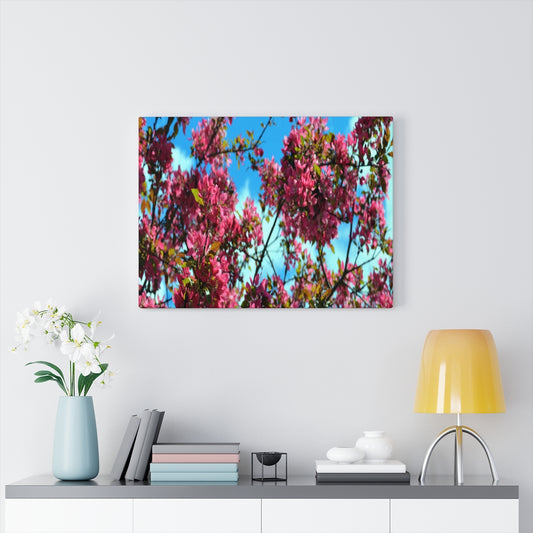 Flowering Crabapple Stretched Canvas