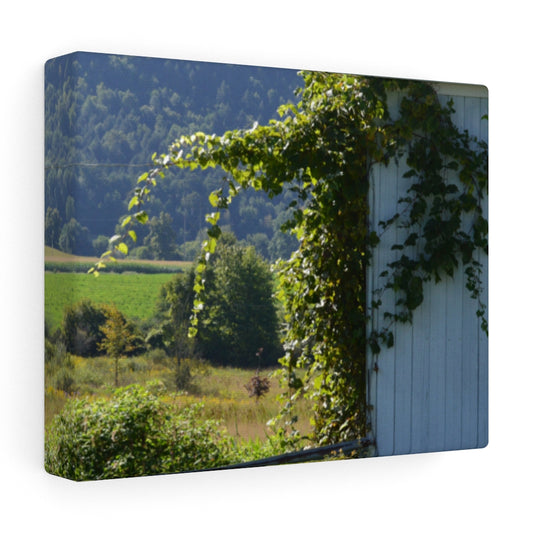 Ivy Barn Stretched Canvas