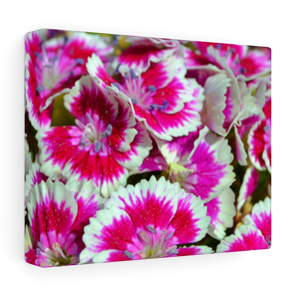 Dianthus Stretched Canvas