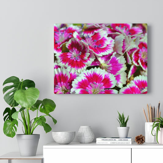 Dianthus Stretched Canvas