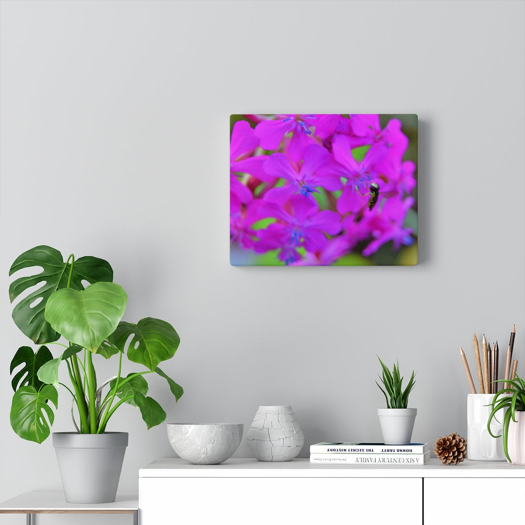 Sweet William Catchfly Stretched Canvas