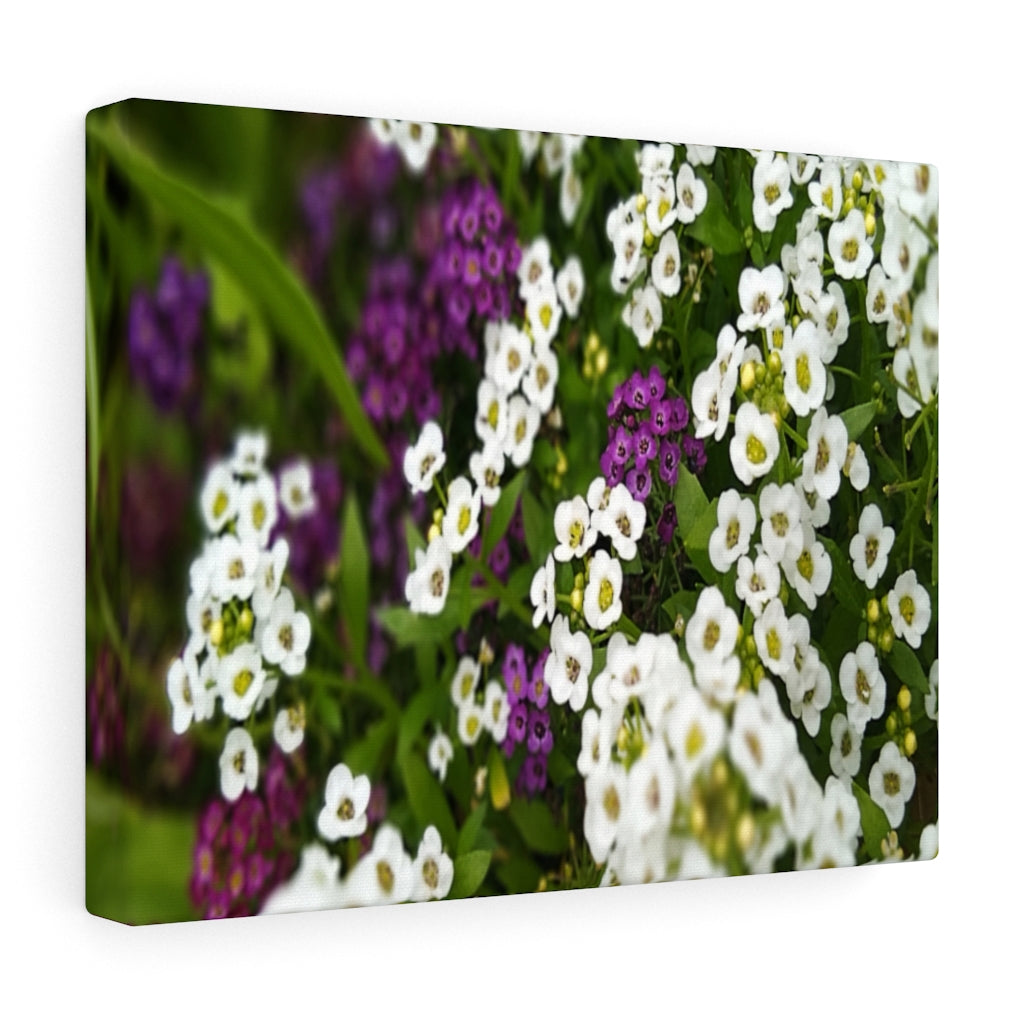 Sweet Alyssum Stretched Canvas