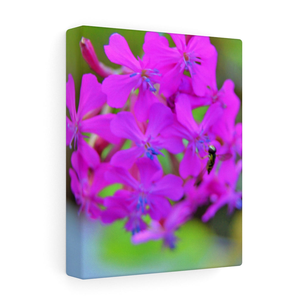 Sweet William Catchfly Stretched Canvas