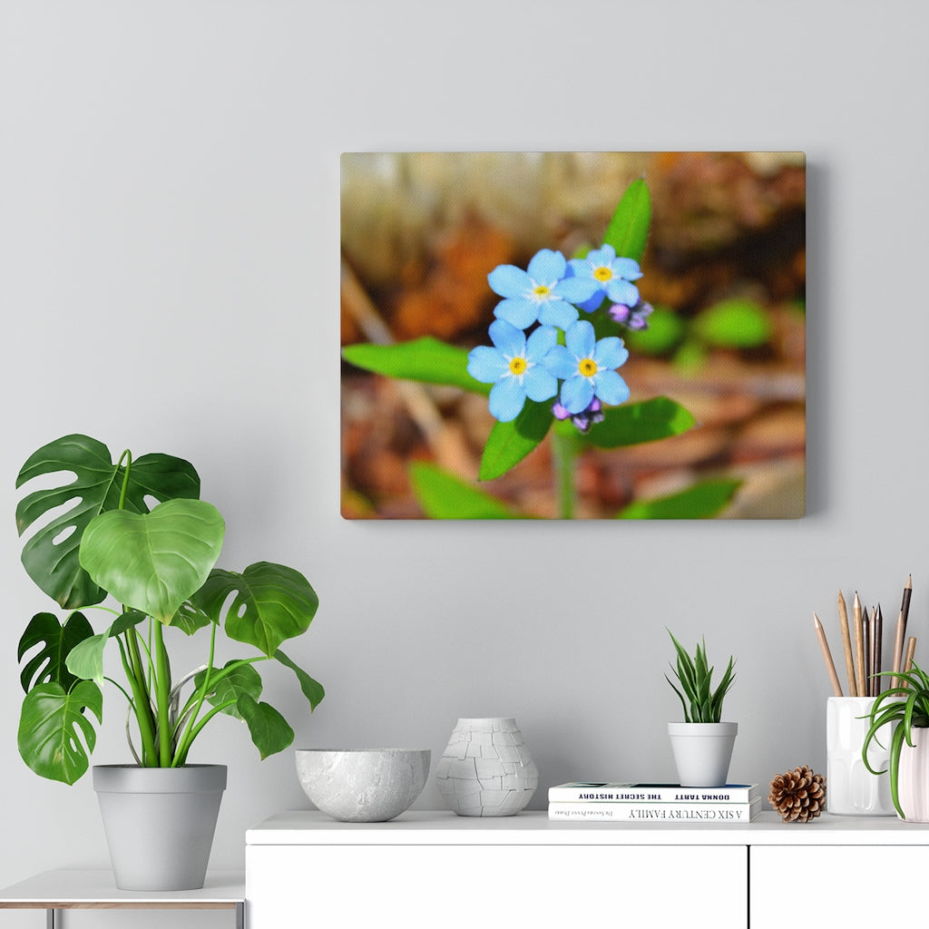 Woodland Forget Me Not on Stretched Canvas