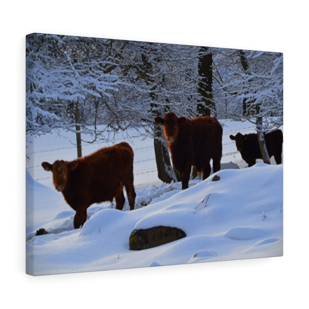 Winter Cows Stretched Canvas