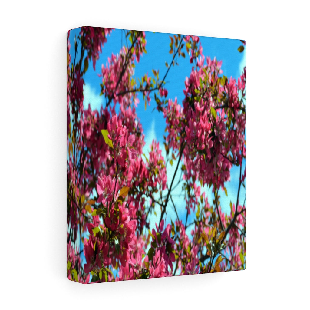 Flowering Crabapple Stretched Canvas