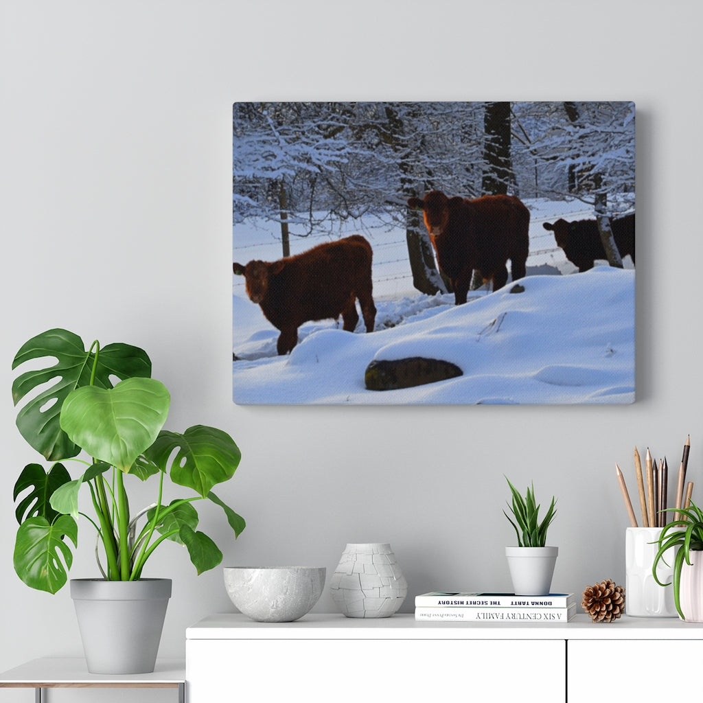 Winter Cows Stretched Canvas