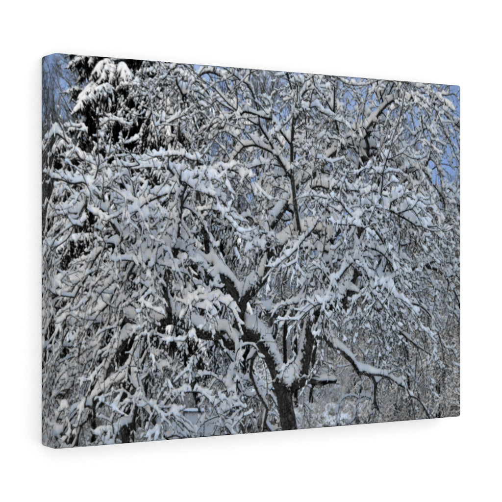 Crabapple in Winter Stretched Canvas