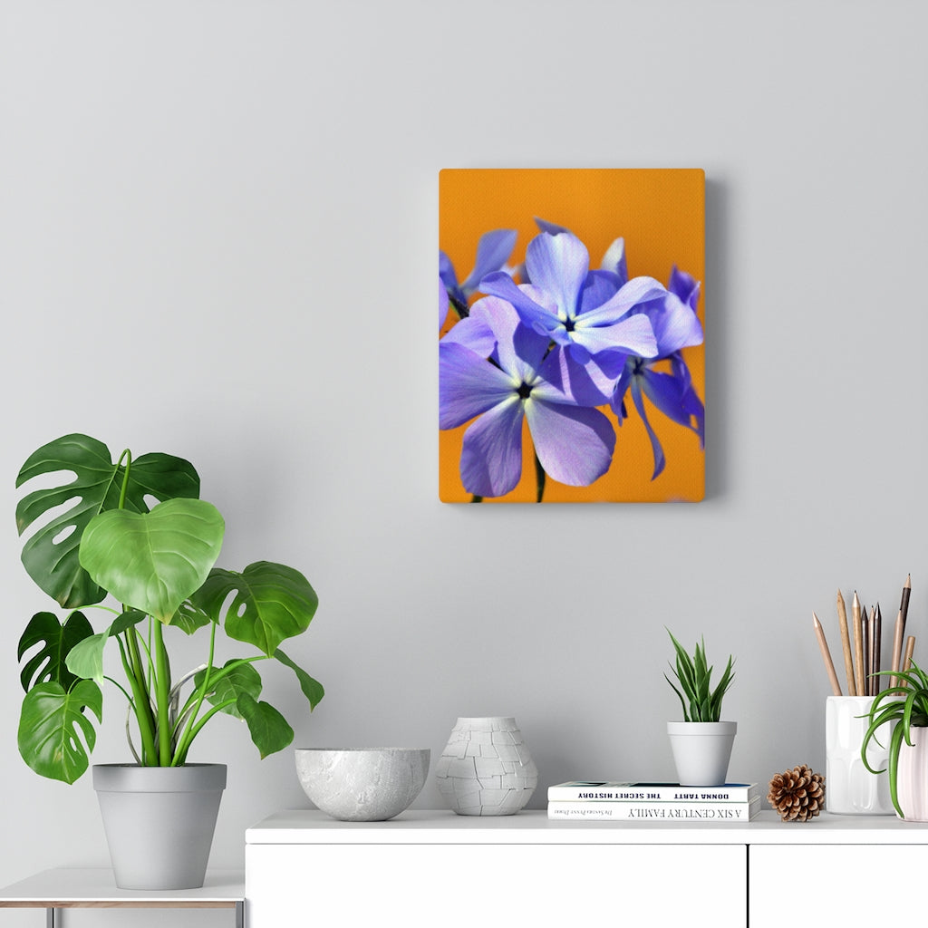 Wild Blue Phlox Stretched Canvas