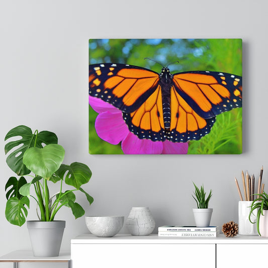Marco the Monarch Butterfly Stretched Canvas
