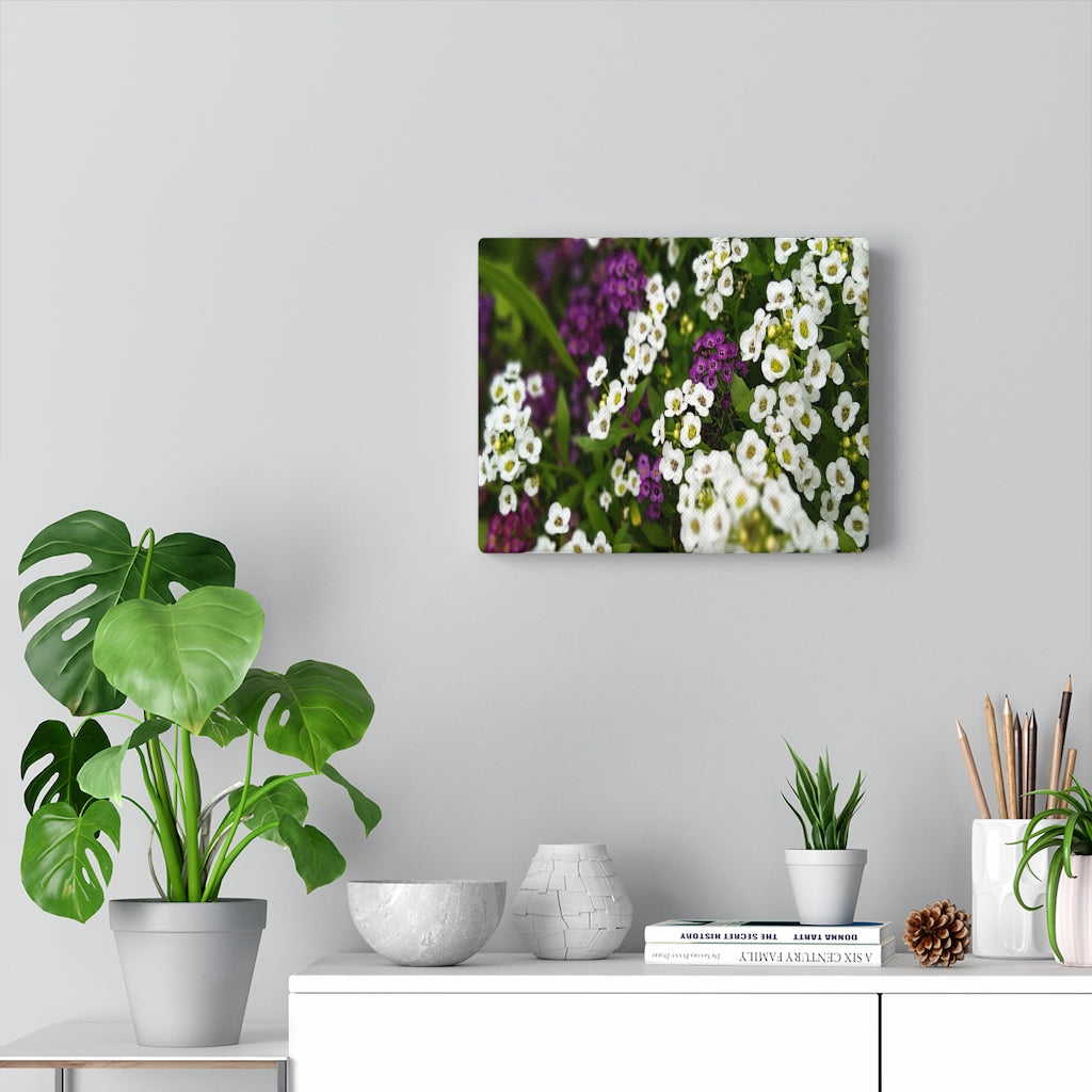 Sweet Alyssum Stretched Canvas