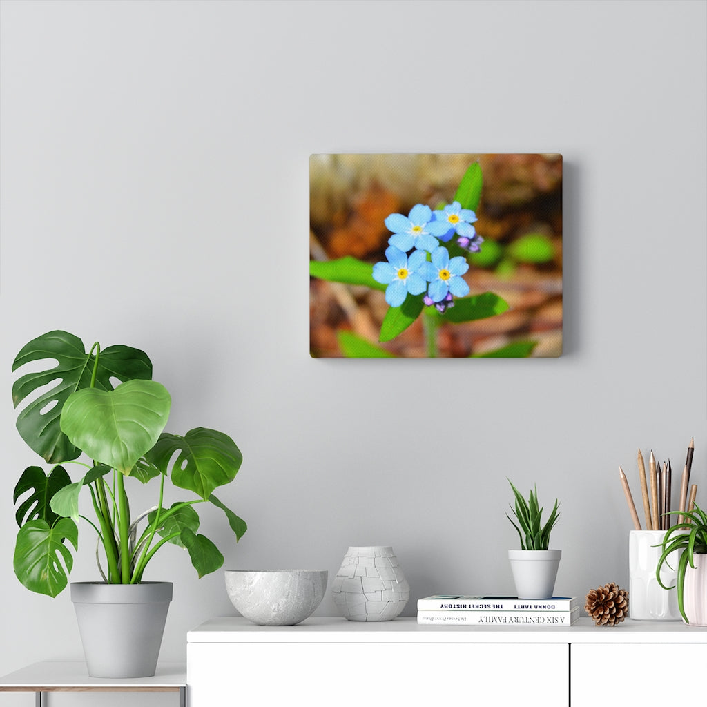 Woodland Forget Me Not on Stretched Canvas