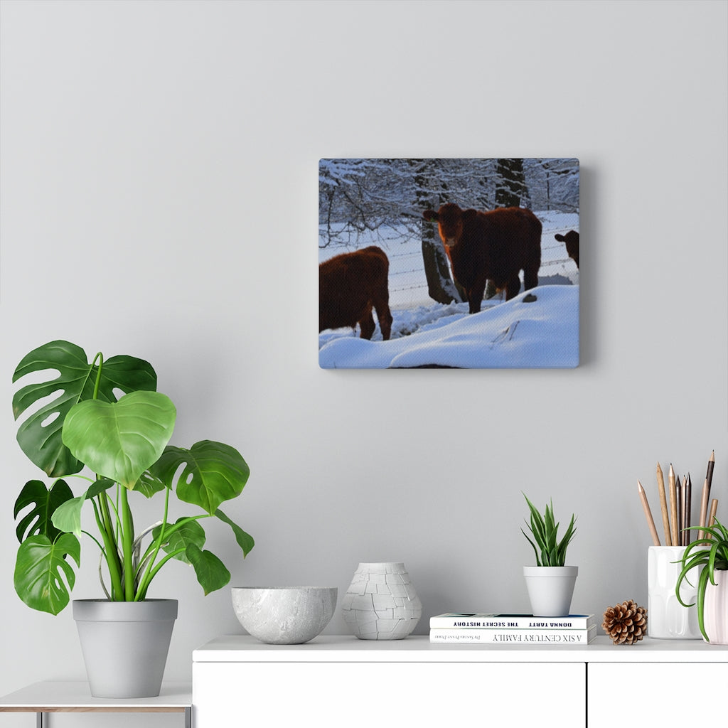 Winter Cows Stretched Canvas