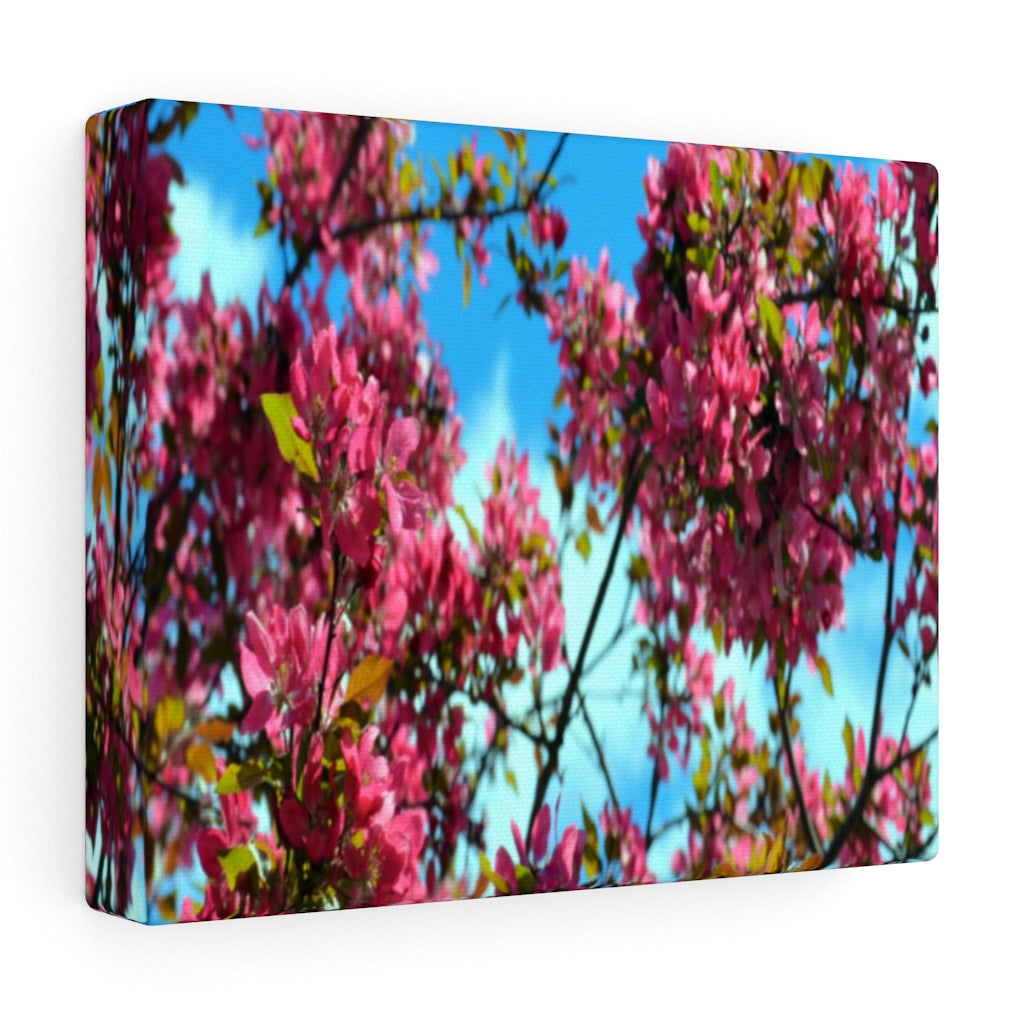 Flowering Crabapple Stretched Canvas