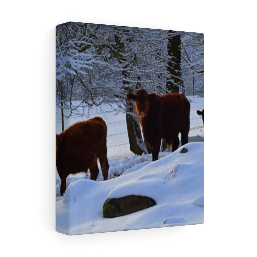 Winter Cows Stretched Canvas