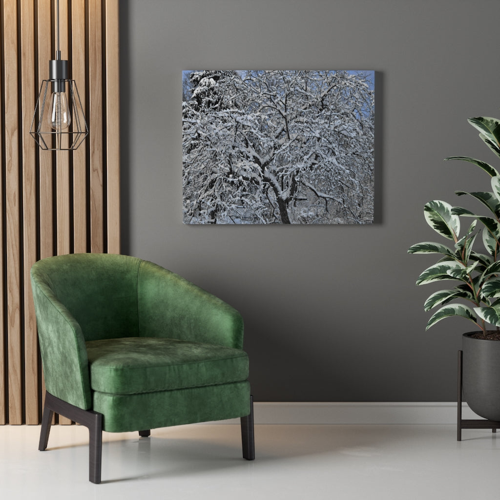 Crabapple in Winter Stretched Canvas