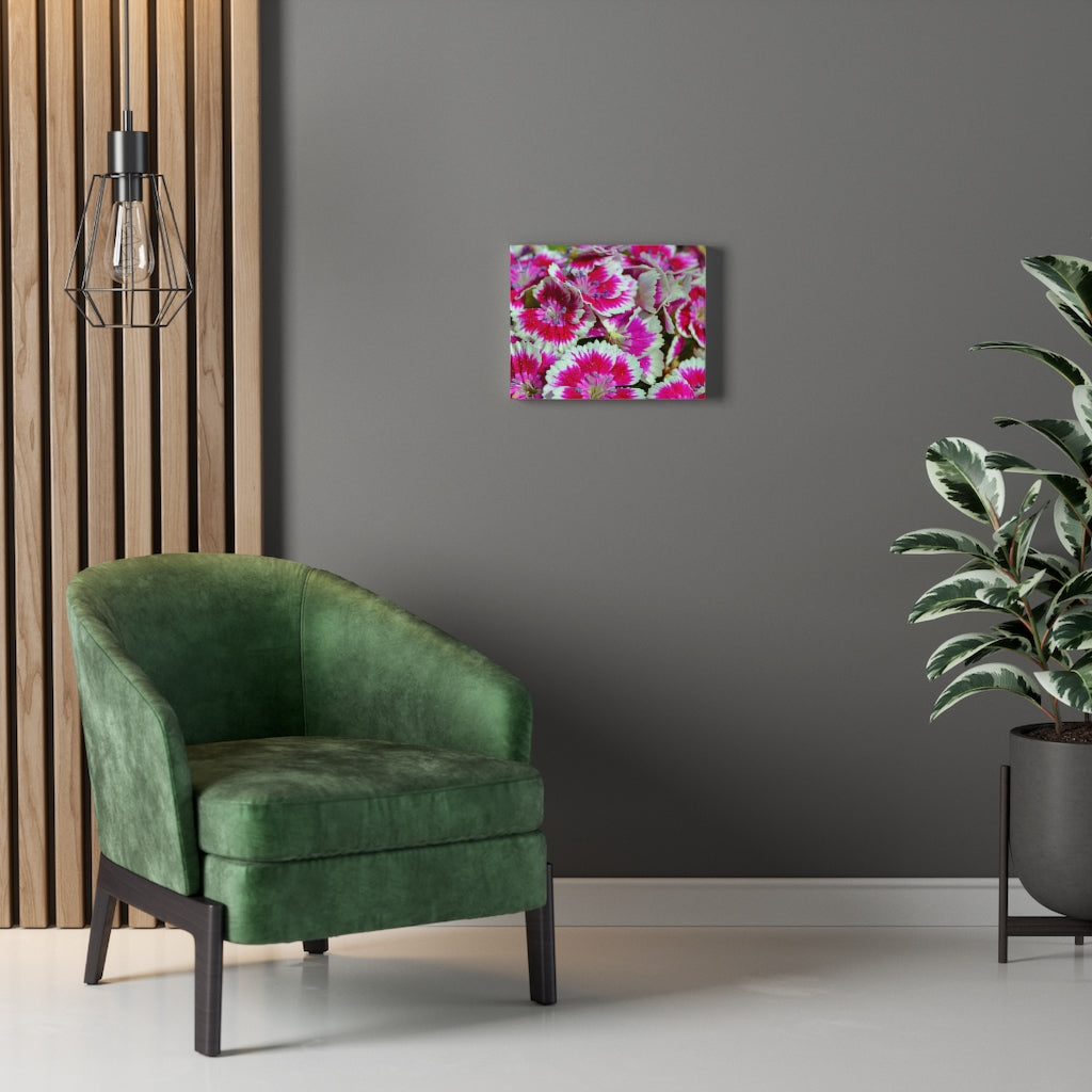 Dianthus Stretched Canvas