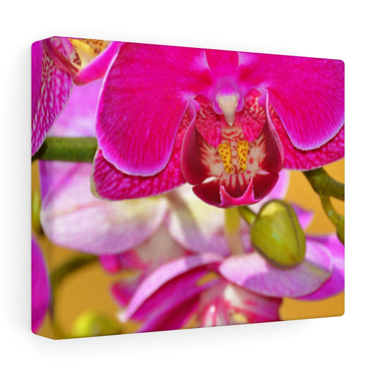 Orchid Stretched Canvas