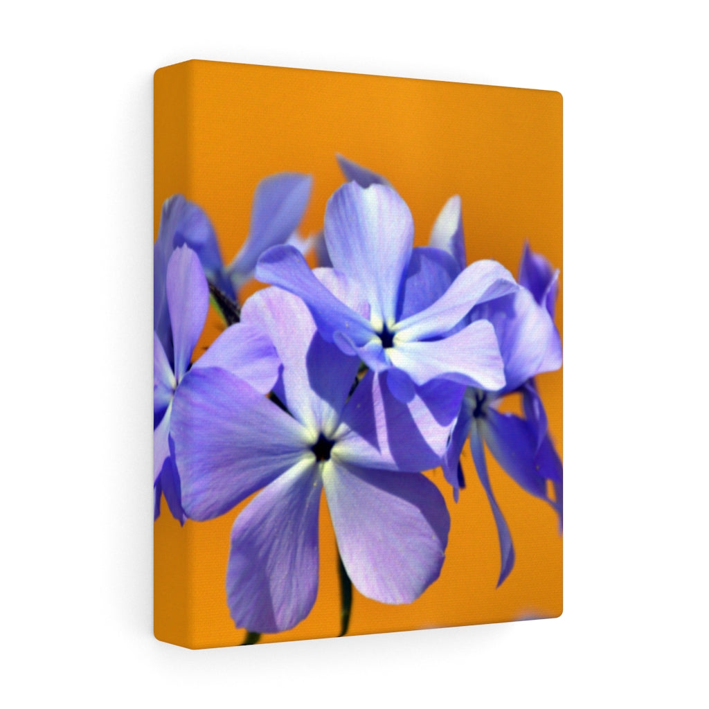 Wild Blue Phlox Stretched Canvas