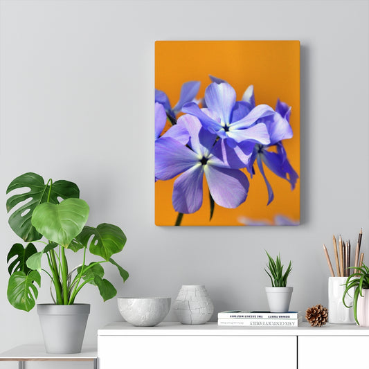 Wild Blue Phlox Stretched Canvas