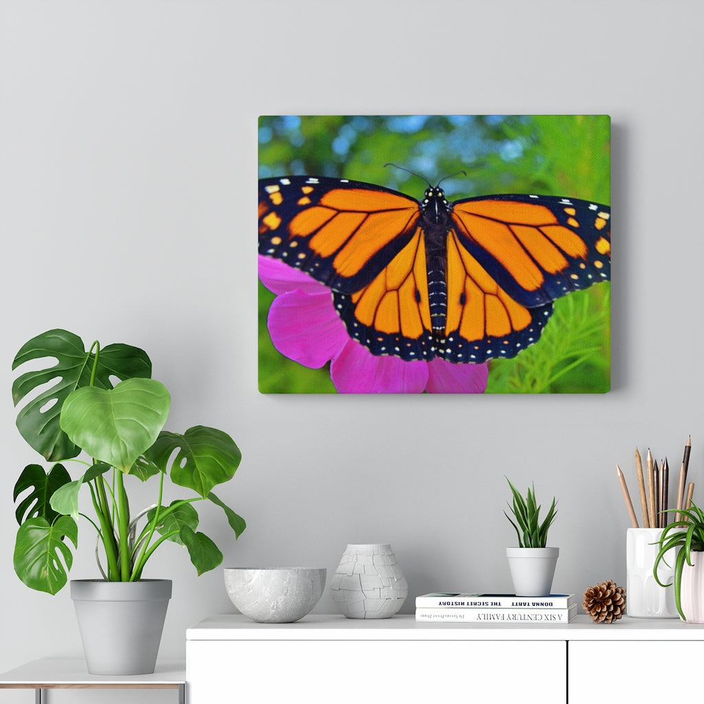 Marco the Monarch Butterfly Stretched Canvas