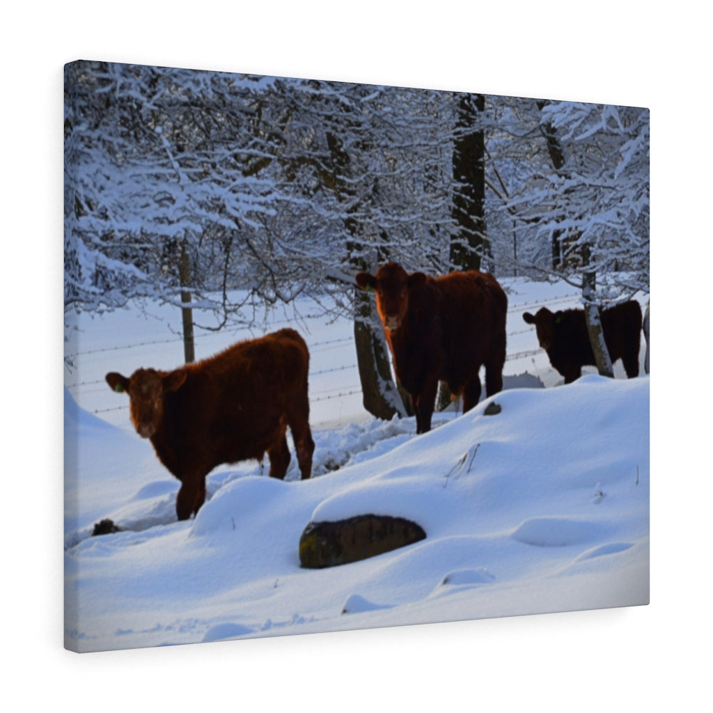 Winter Cows Stretched Canvas