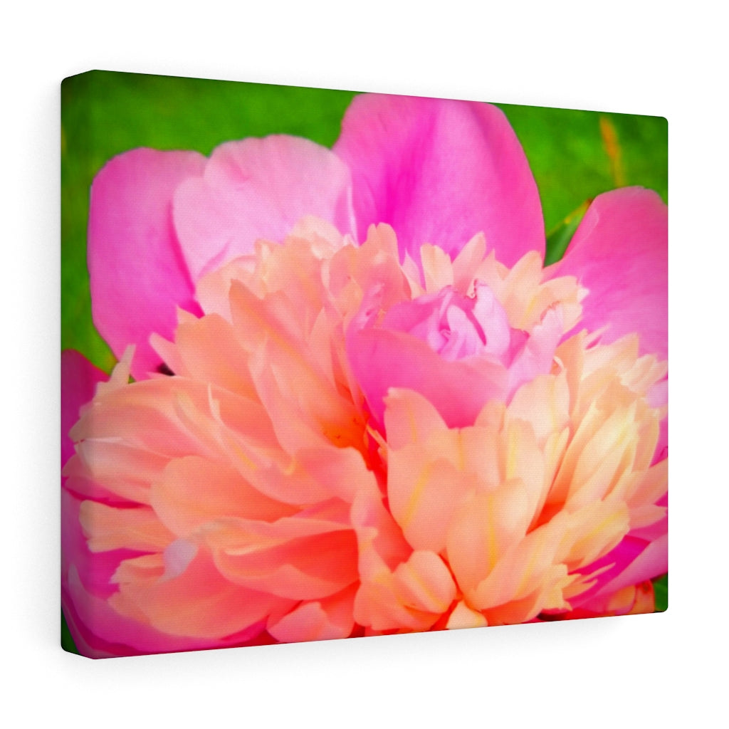 Pink Peony Stretched Canvas