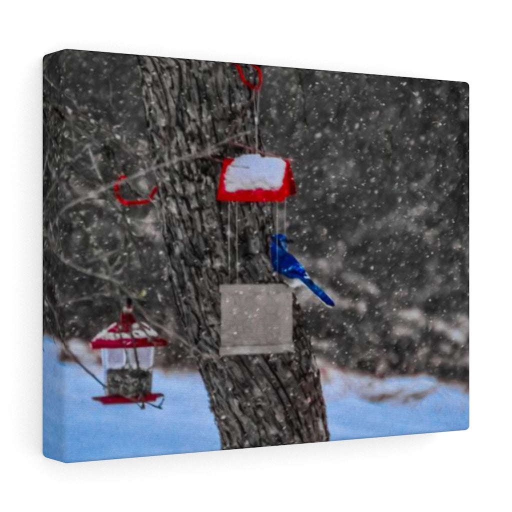 Blue Jay in Winter Stretched Canvas