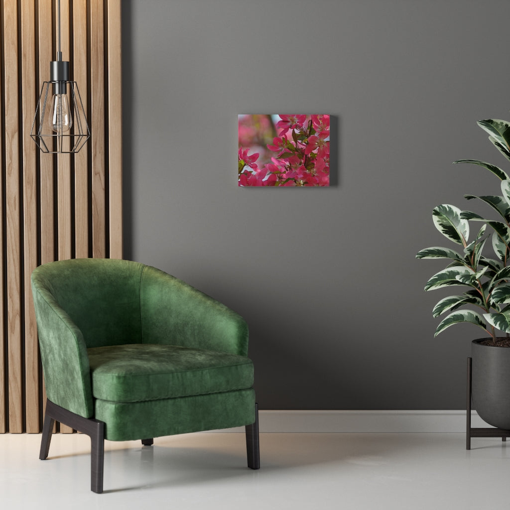 Flowering Crabapple2 Stretched Canvas