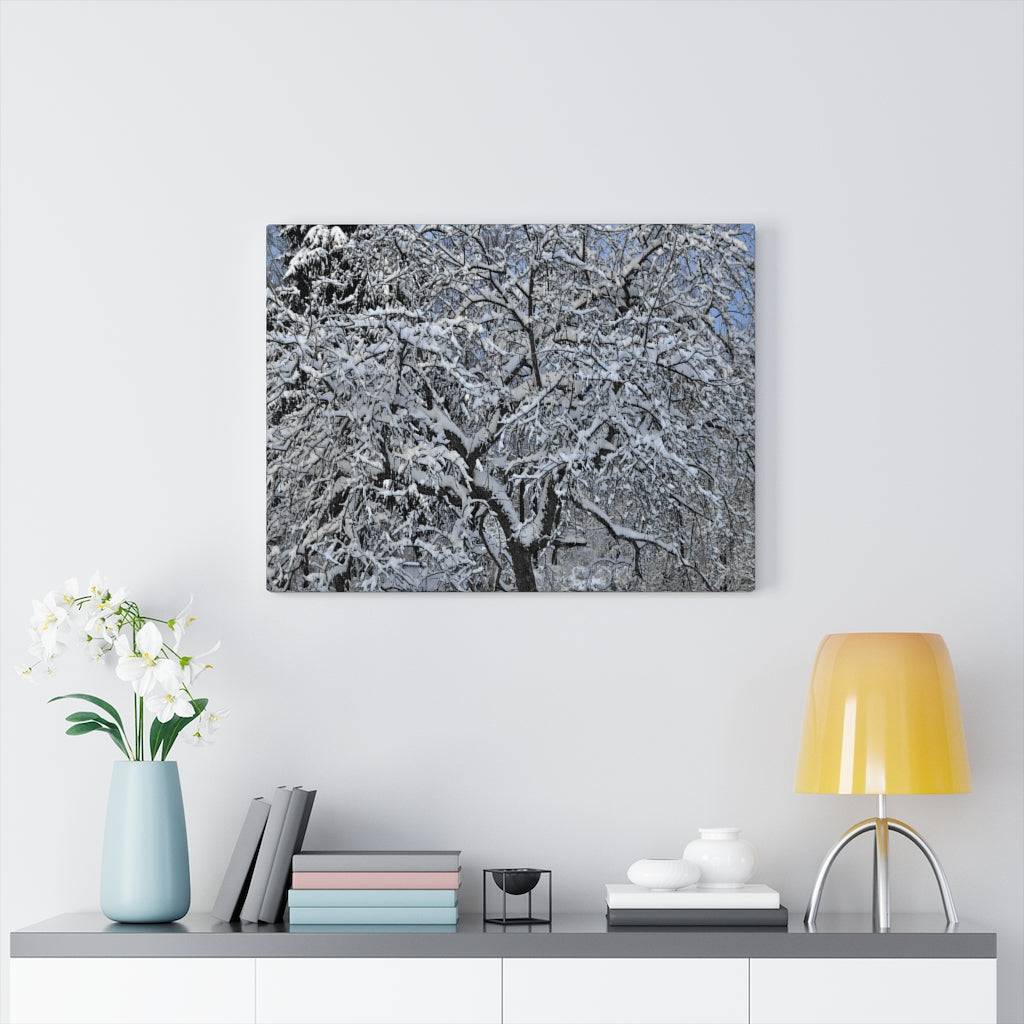 Crabapple in Winter Stretched Canvas