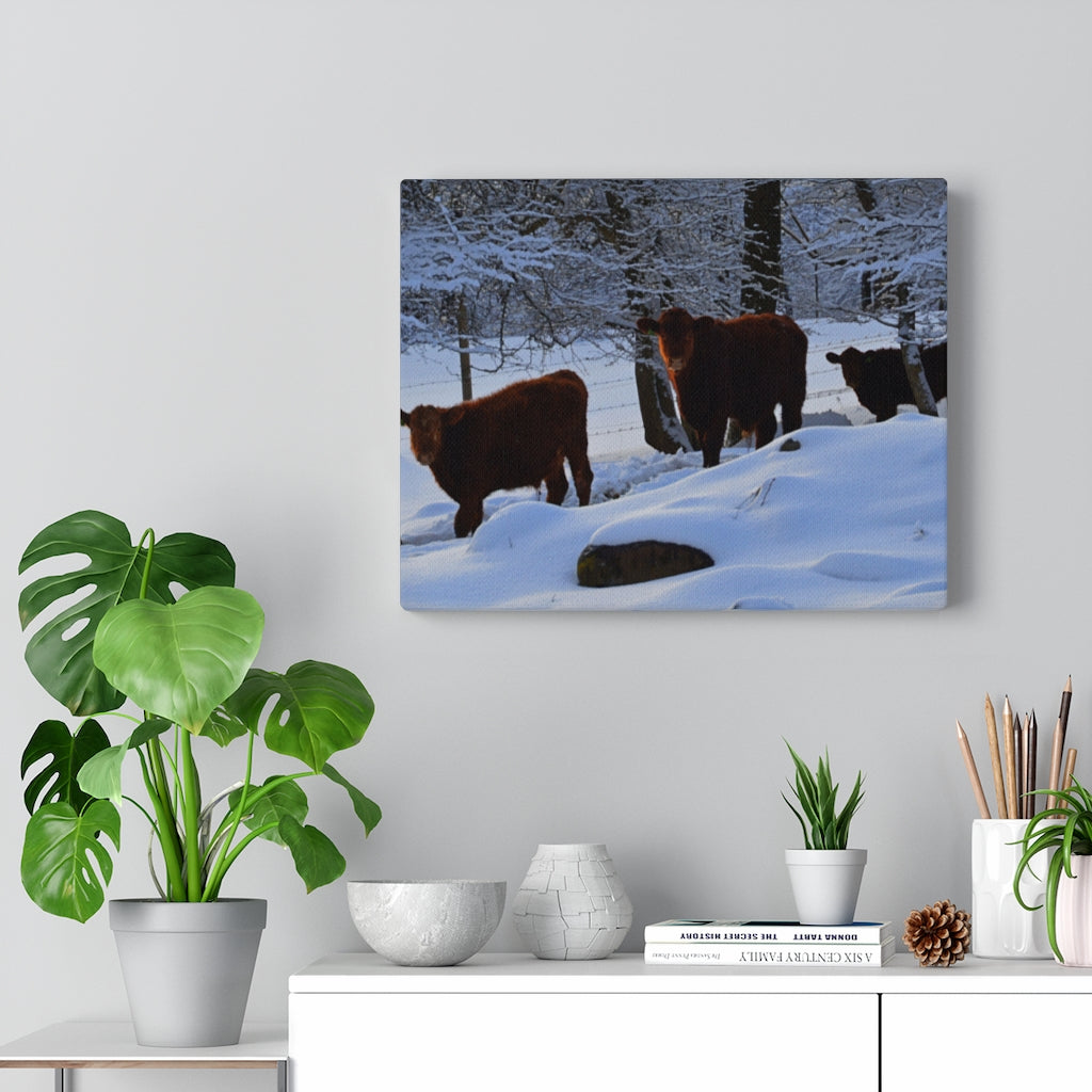 Winter Cows Stretched Canvas