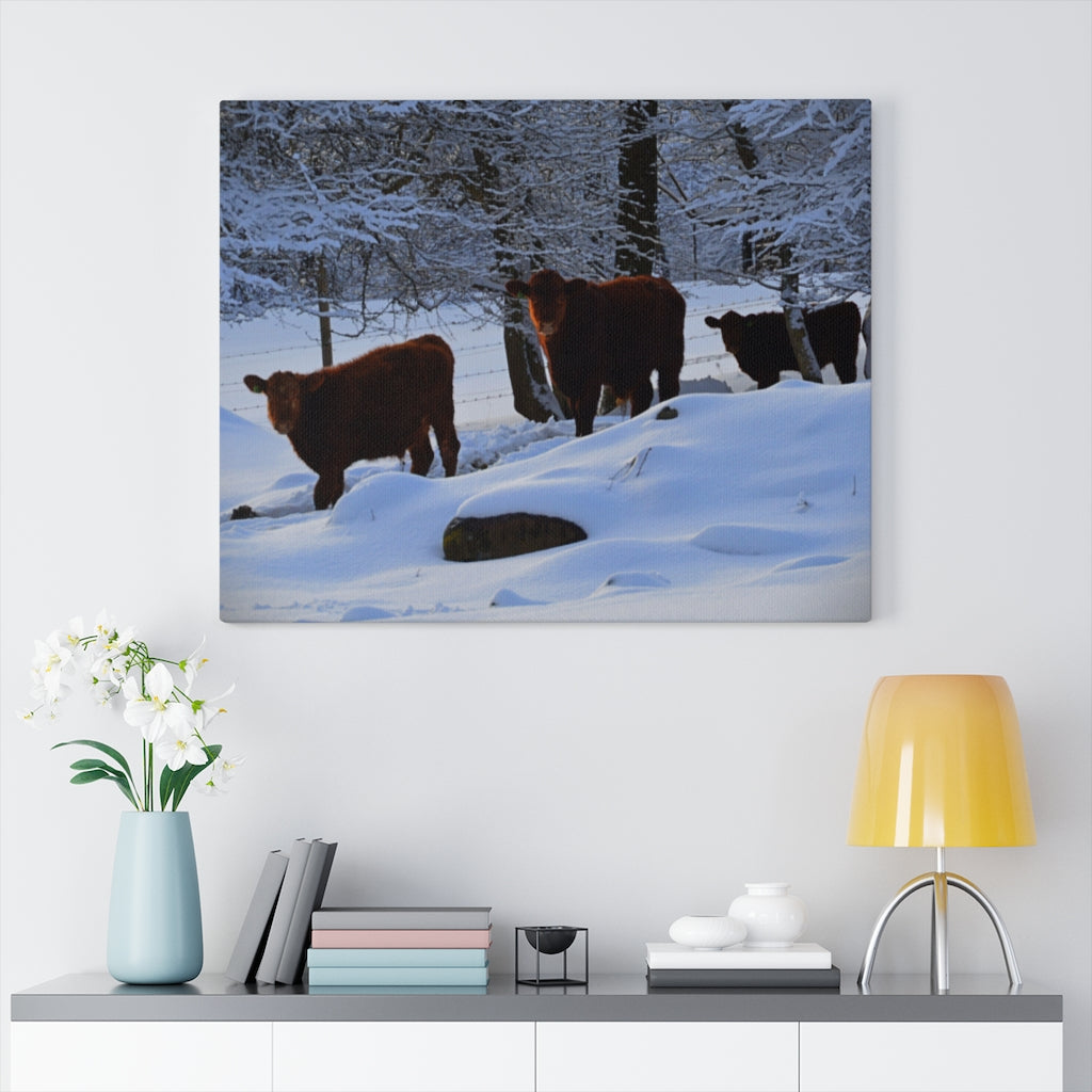 Winter Cows Stretched Canvas