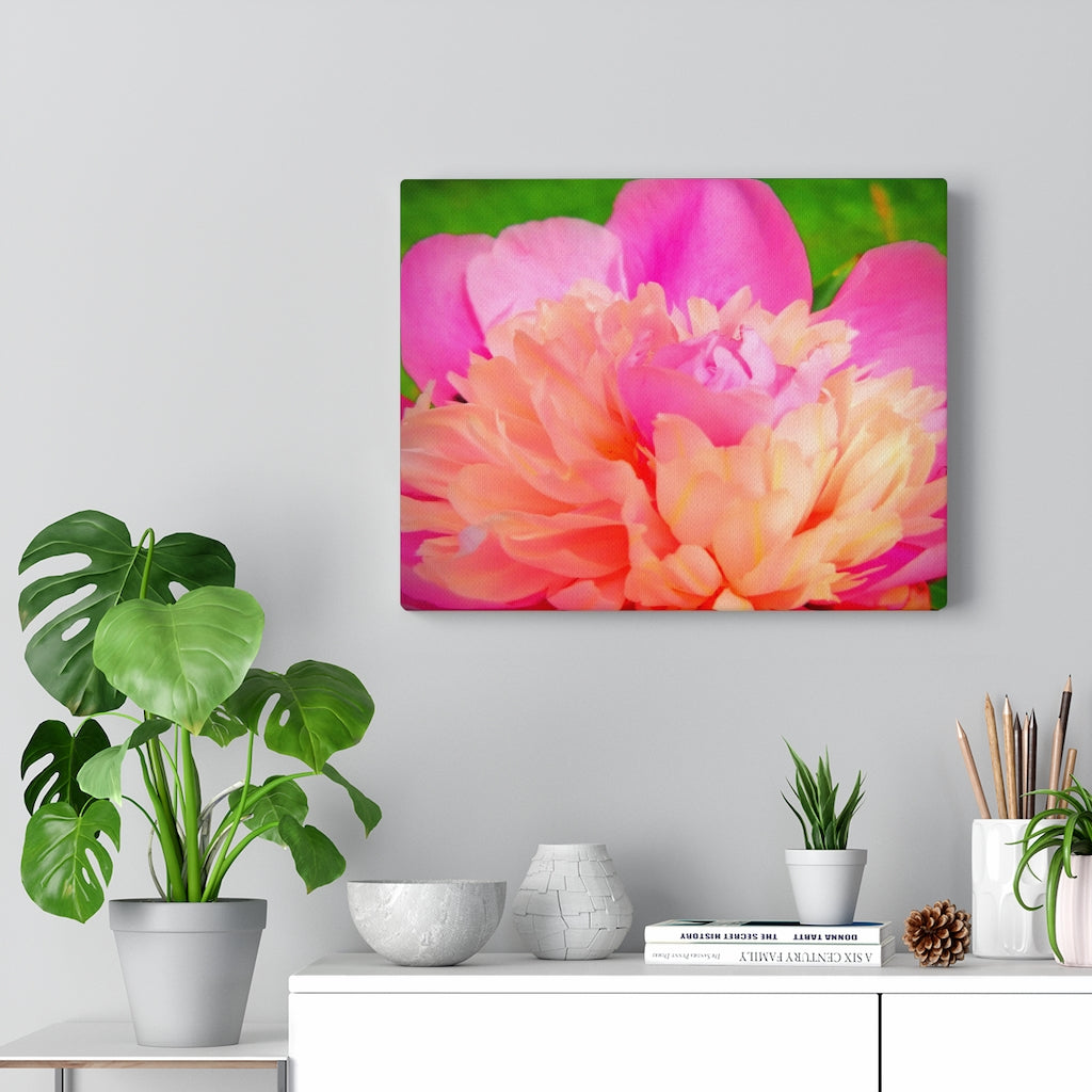 Pink Peony Stretched Canvas