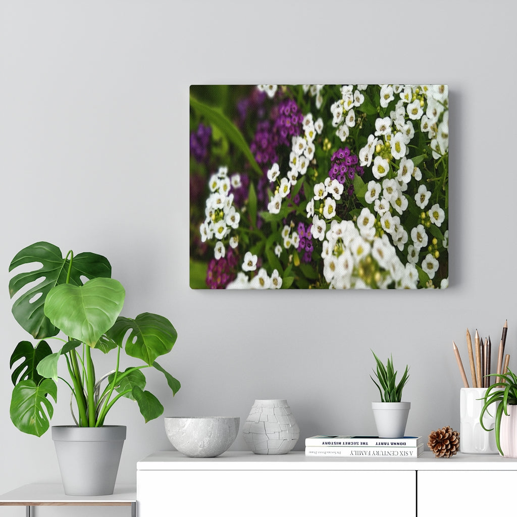 Sweet Alyssum Stretched Canvas