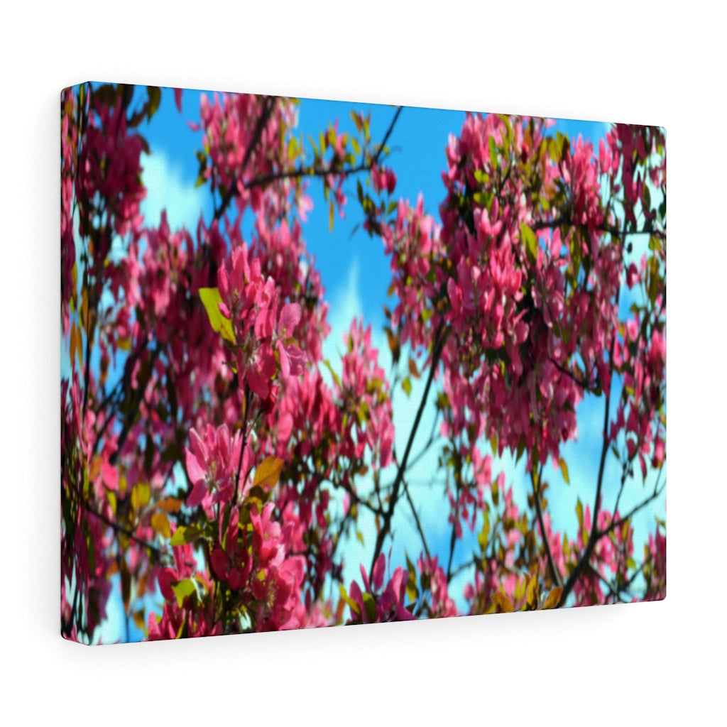 Flowering Crabapple Stretched Canvas