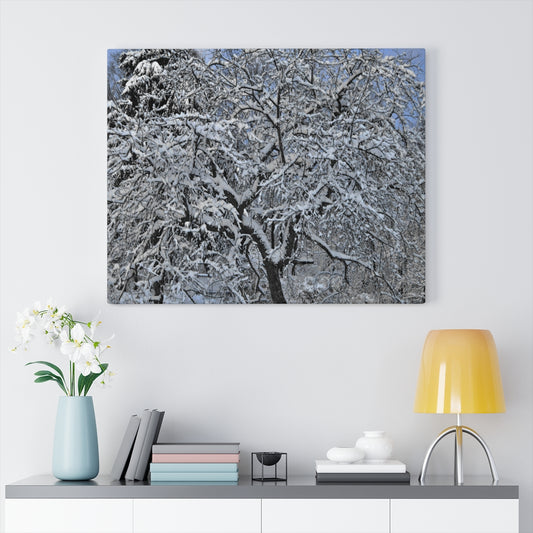 Crabapple in Winter Stretched Canvas