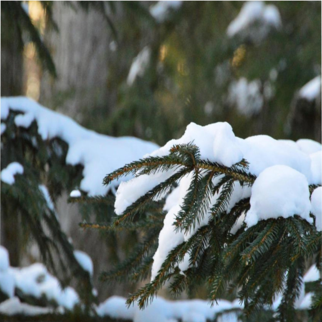 Snowy Pine Microfiber Duvet Cover