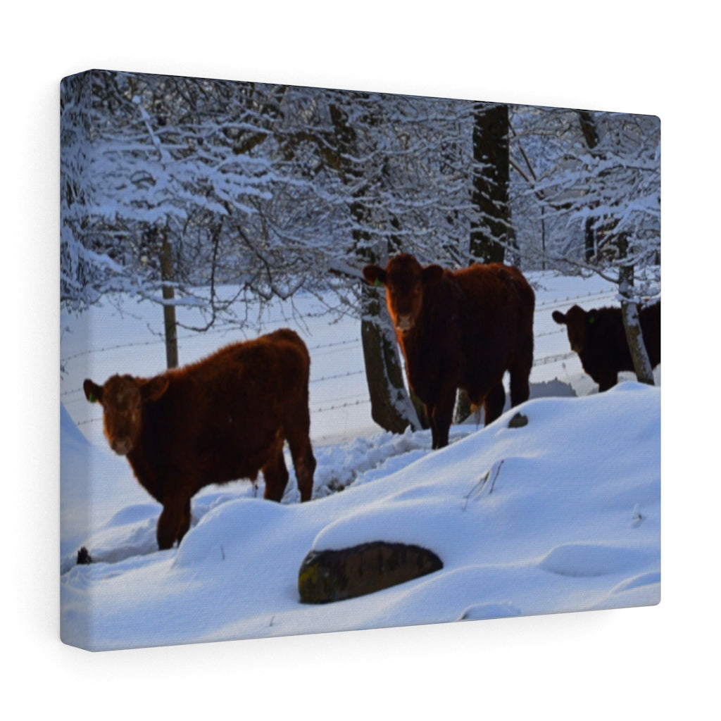 Winter Cows Stretched Canvas