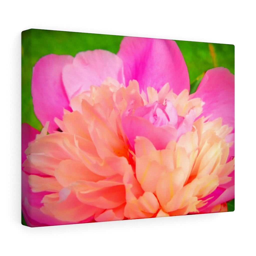 Pink Peony Stretched Canvas