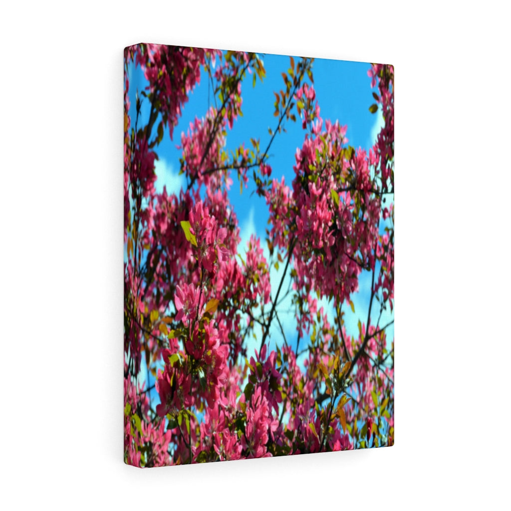 Flowering Crabapple Stretched Canvas