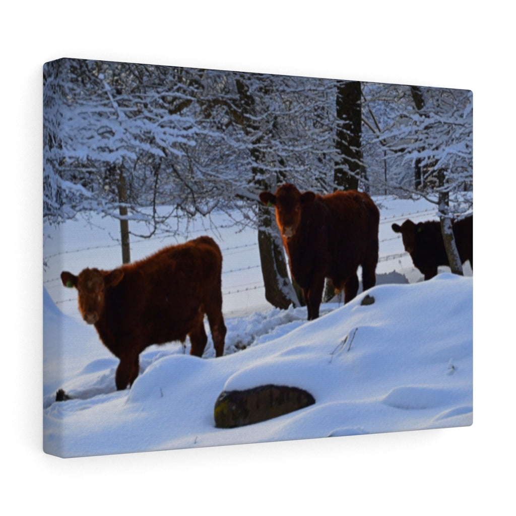 Winter Cows Stretched Canvas