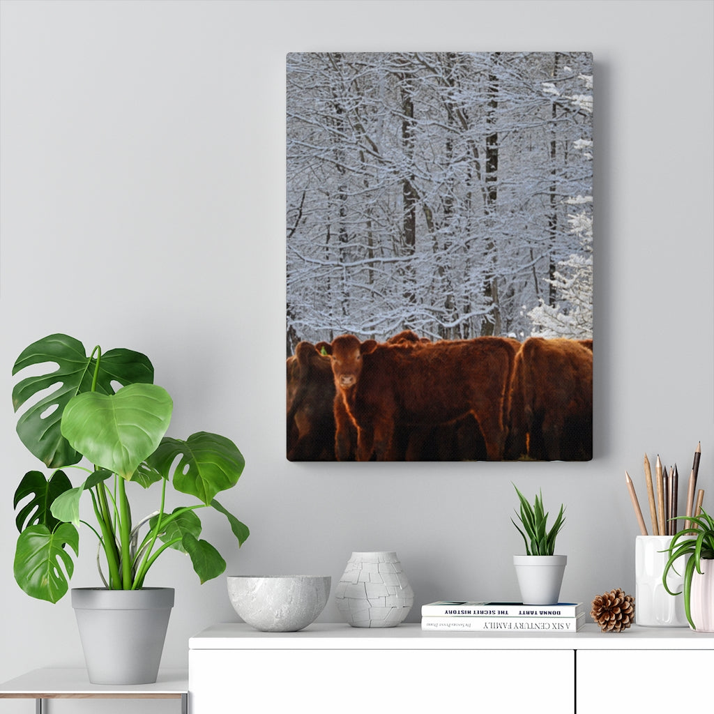 Winter Herd Stretched Canvas