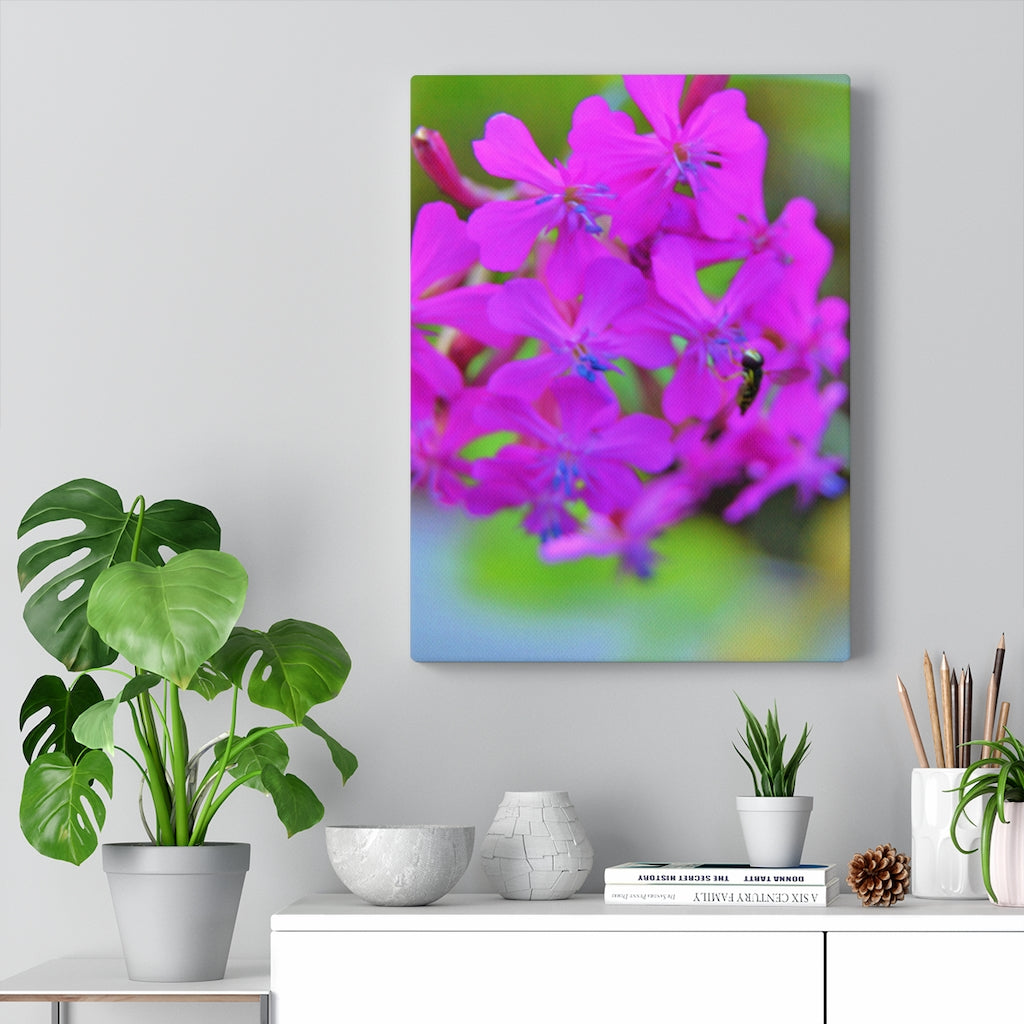 Sweet William Catchfly Stretched Canvas