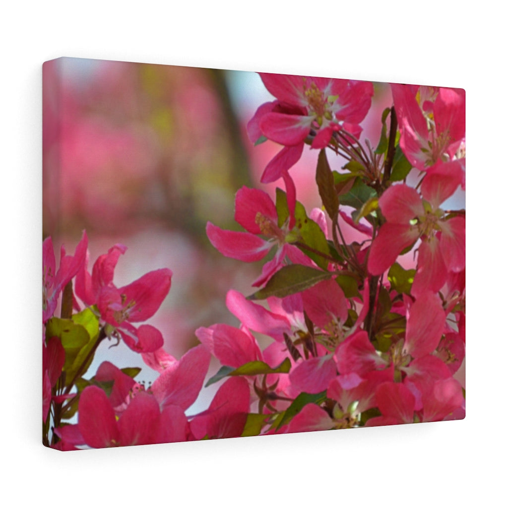 Flowering Crabapple2 Stretched Canvas