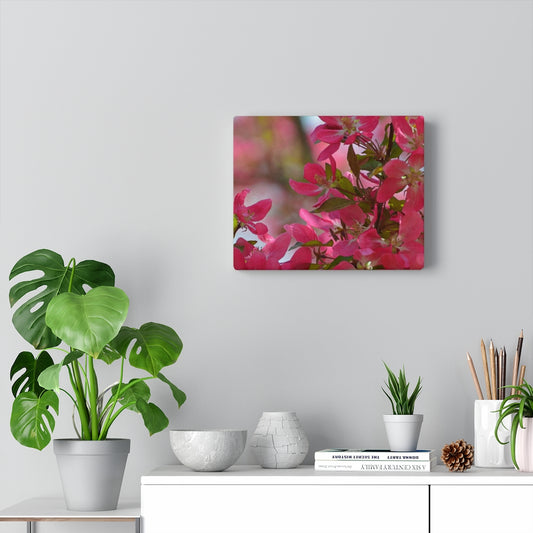 Flowering Crabapple2 Stretched Canvas