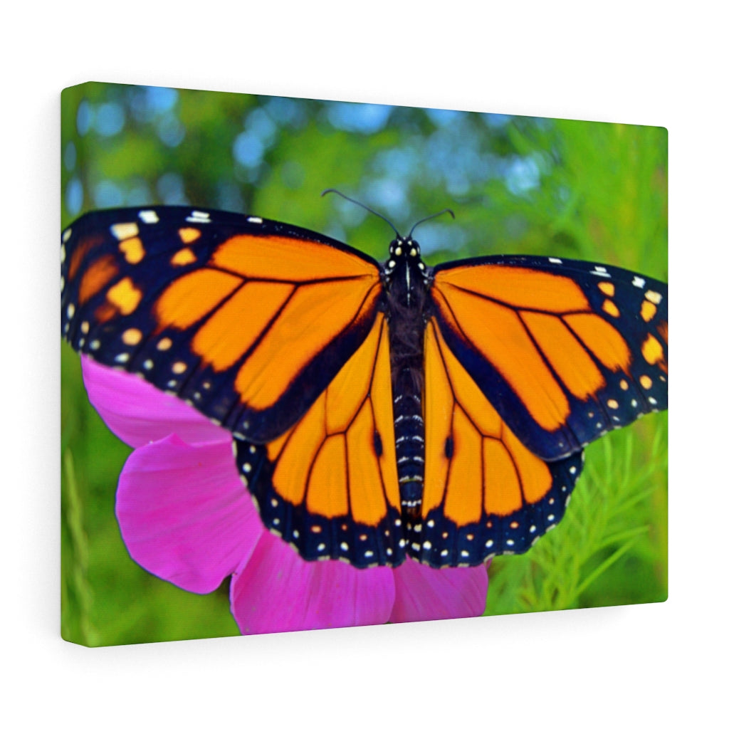 Marco the Monarch Butterfly Stretched Canvas