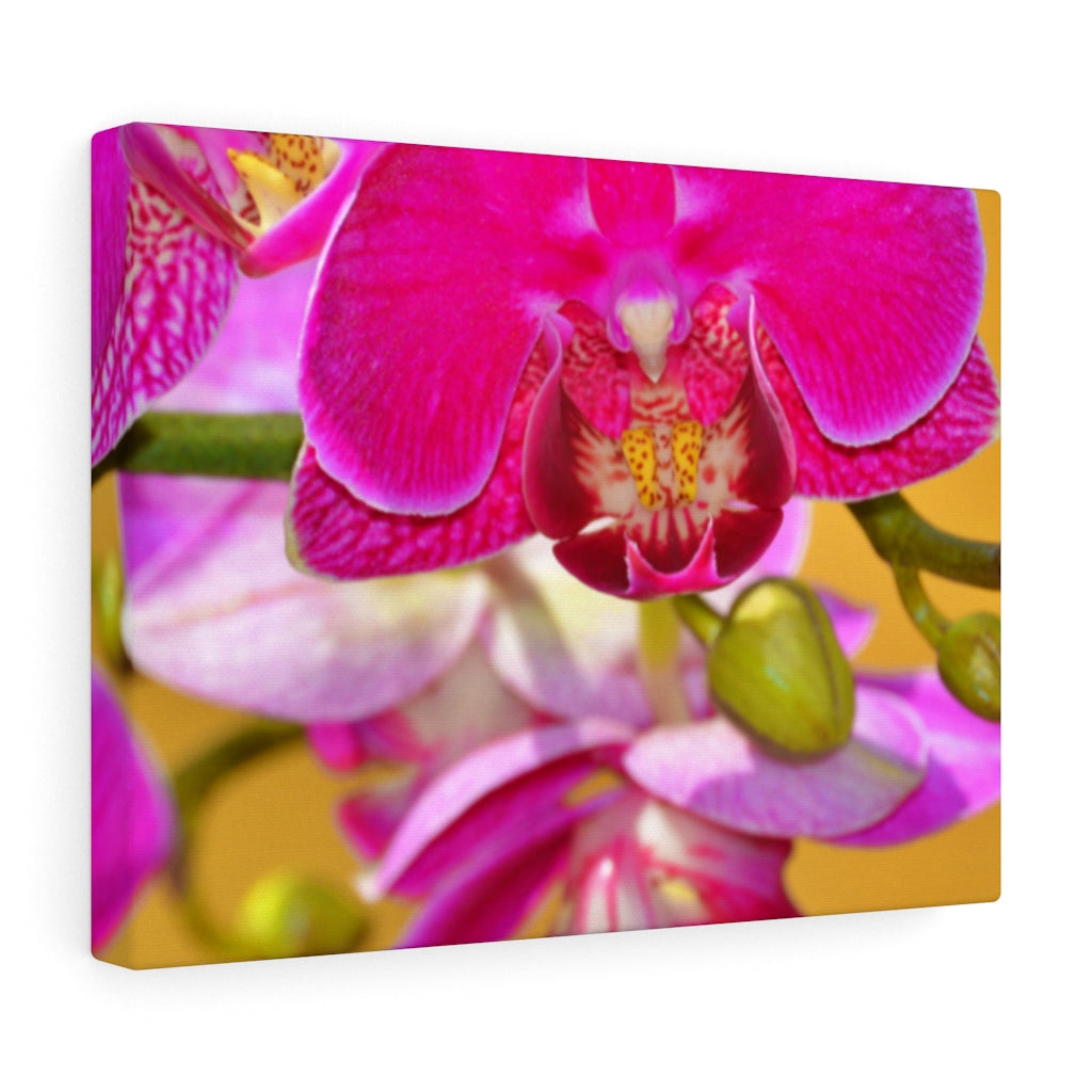 Orchid Stretched Canvas