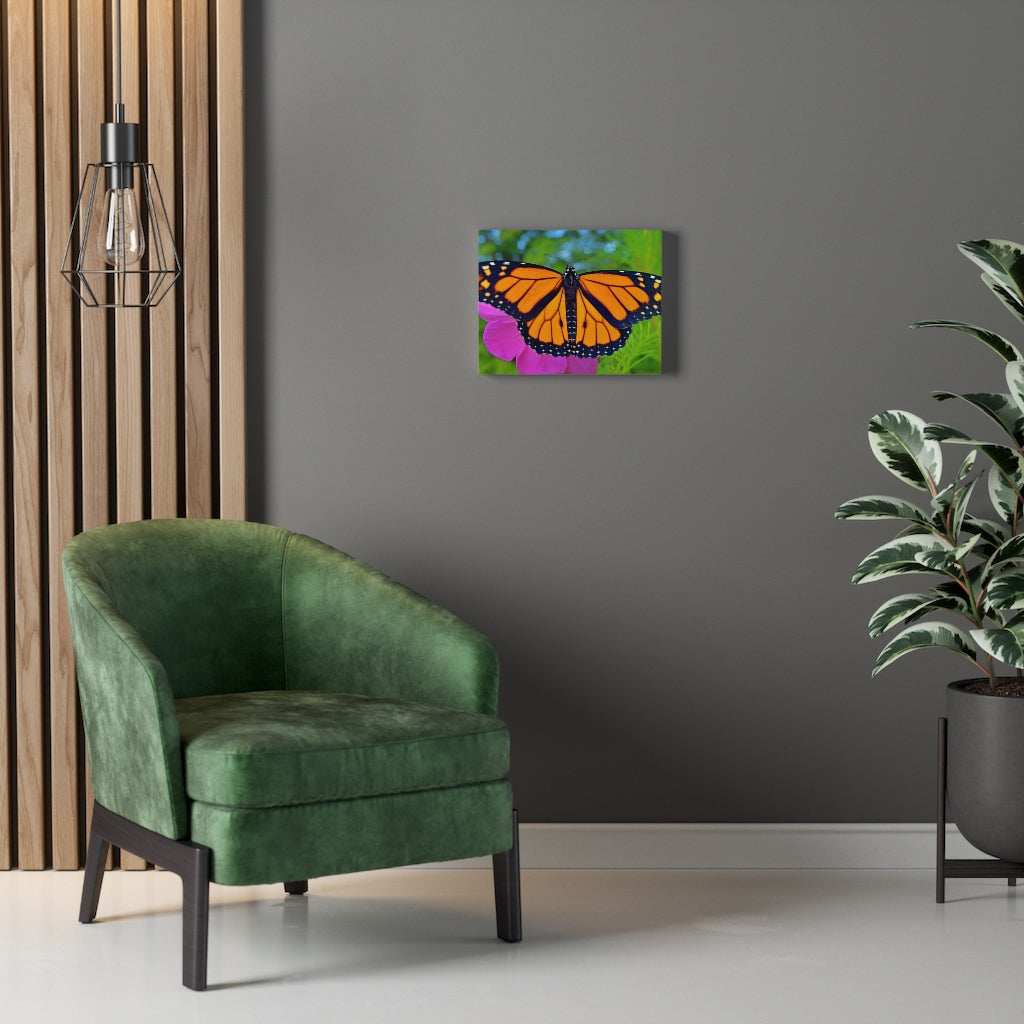 Marco the Monarch Butterfly Stretched Canvas