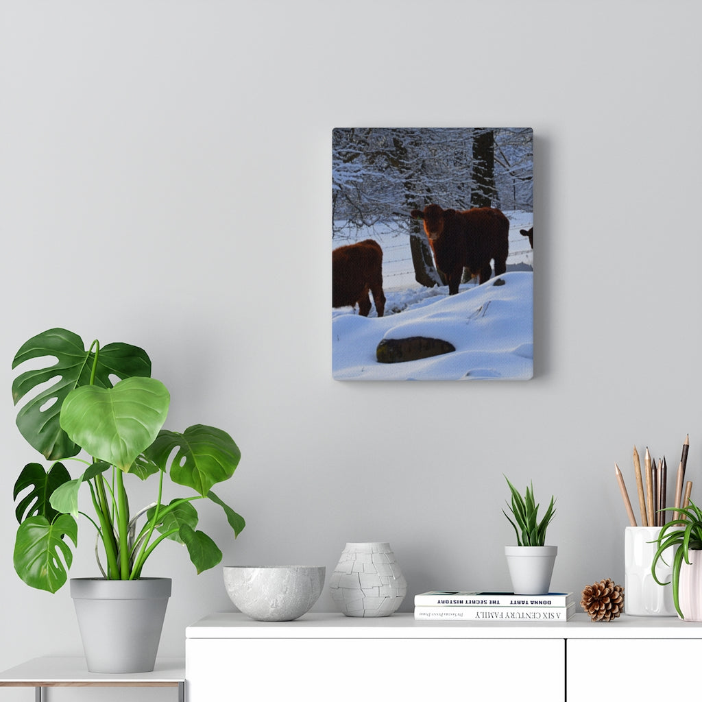 Winter Cows Stretched Canvas